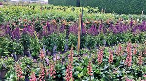 Hortus Loci